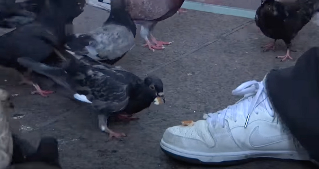 Nike SB X Antihero Video